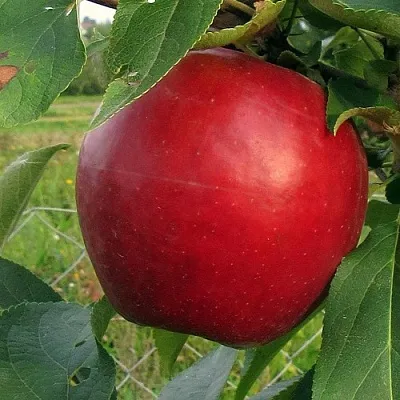 Яблоня РЕДФРИ  Яблоня РЕДФРИ в Королеве