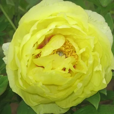 Пион ЗОЛОТО ПОДНЕБЕСНОЙ древовидный в Королеве