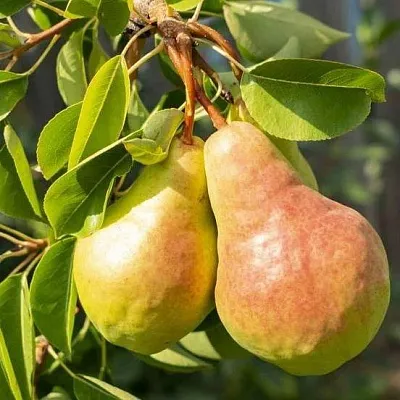 Летние сорта в Королеве