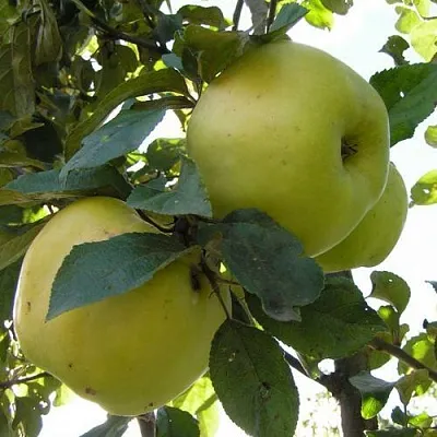 Яблоня АНТОНОВКА ОБЫКНОВЕННАЯ  Яблоня Антоновка Обыкновенная в Королеве