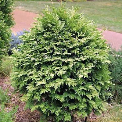 Туя ВАРЕАНА ЛЮТЕСЦЕНС западная в Королеве