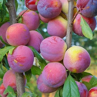 Слива КОЛОННОВИДНАЯ  Слива КОЛОННОВИДНАЯ в Королеве