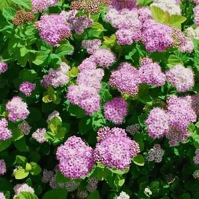 Спирея ПИНК СПАРКЛЕР  Спирея ПИНК СПАРКЛЕР в Королеве