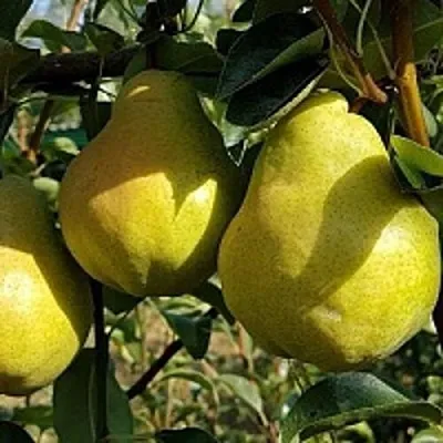 Груша СОКРОВИЩЕ  Груша СОКРОВИЩЕ в Королеве