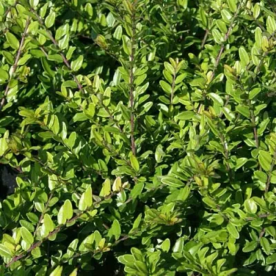 саженцы жимолости саженцы жимолости