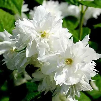 Жасмин ДАМ БЛАНШ  Жасмин ДАМ БЛАНШ в Королеве