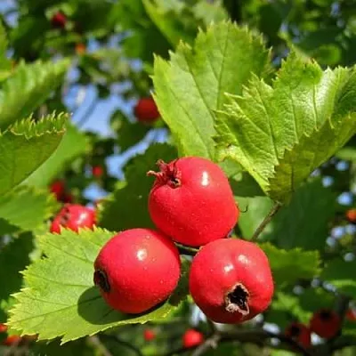 Боярышник МЯГКОВАТЫЙ  Боярышник МЯГКОВАТЫЙ в Королеве