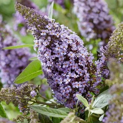 Буддлея давида БАТТЕРФЛЯЙ КАНДИ ЛИЛА СВИТХАРТ  Буддлея давида БАТТЕРФЛЯЙ КАНДИ ЛИЛА СВИТХАРТ в Королеве