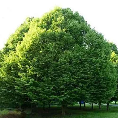 Граб японский в Королеве