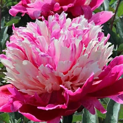 Пион ДЕЙДРИМ травянистый  Пион ДЕЙДРИМ травянистый в Королеве
