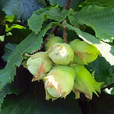 Фундук ТАМБОВСКИЙ РАННИЙ в Королеве