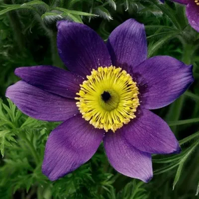 Прострел ПИНВИЛ БЛЮ ШЕЙДЕС в Королеве