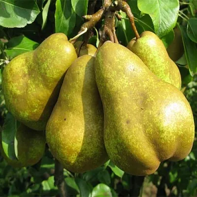 Груша СИЛЬВА  Груша СИЛЬВА в Королеве