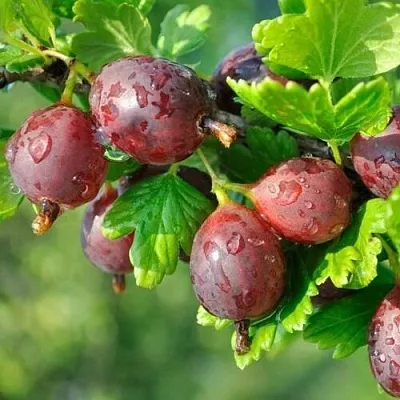 Крыжовник СЕРЕНАДА  Крыжовник СЕРЕНАДА в Королеве