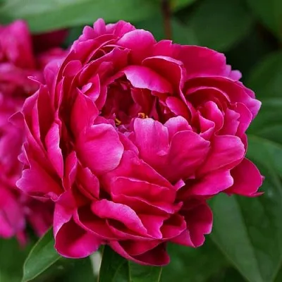 Пион ЛУИ ВАН-ГУТТ травянистый  Пион ЛУИ ВАН-ГУТТ травянистый в Королеве