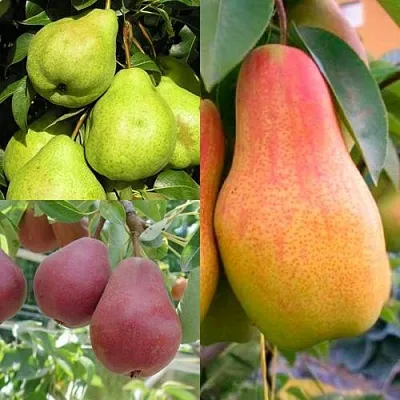 Комплект ГРУШЕВОЕ АССОРТИ в Королеве