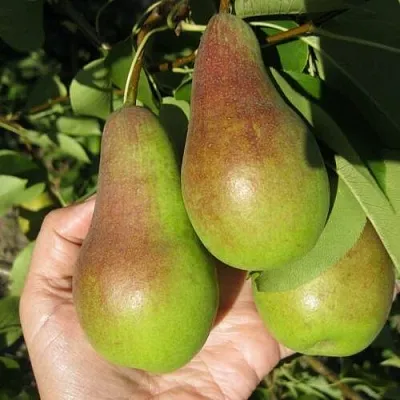 Груша ТАЛГАРСКАЯ КРАСАВИЦА  Груша ТАЛГАРСКАЯ КРАСАВИЦА в Королеве