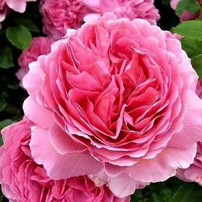 Саженцы роз ПРИНЦЕССА АЛЕКСАНДРА ОФ КЕНТ английская  Саженцы роз ПРИНЦЕССА АЛЕКСАНДРА ОФ КЕНТ английская в Королеве