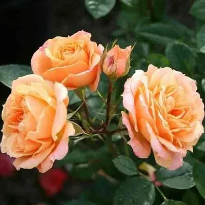 Саженцы роз КЛЕМЕНТИНА миниатюрная в Королеве