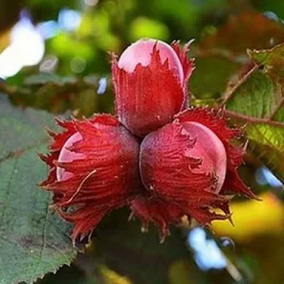 Фундук КРАСНЫЙ ЯНТАРЬ в Королеве