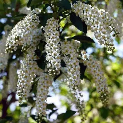 Черемуха виргинская ШУБЕРТ  Черемуха виргинская ШУБЕРТ в Королеве