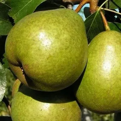 Груша ЯСАЧКА  Груша ЯСАЧКА в Королеве