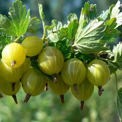 Крыжовник ЮБИЛЕЙНЫЙ  Крыжовник ЮБИЛЕЙНЫЙ в Королеве