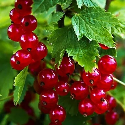Смородина красная РОЛАН  Смородина красная РОЛАН в Королеве