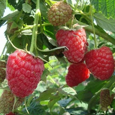 Малина КОЛОКОЛЬЧИК в Королеве