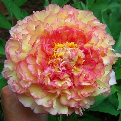 Пионы древовидные в Королеве