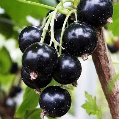 Смородина чёрная ДЕЛИКАТЕСНАЯ  Смородина чёрная ДЕЛИКАТЕСНАЯ в Королеве