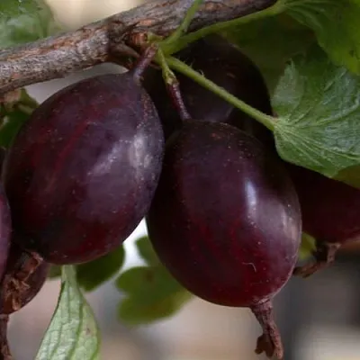 Крыжовник ЧЕЛЯБИНСКИЙ СЛАБОШИПОВАТЫЙ  Крыжовник ЧЕЛЯБИНСКИЙ СЛАБОШИПОВАТЫЙ в Королеве