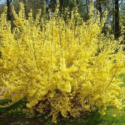 Форзиция ФОРЧУНА  Форзиция ФОРЧУНА в Королеве