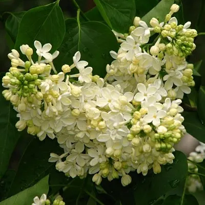 Сирень ПРИМРОУЗ  Сирень ПРИМРОУЗ в Королеве