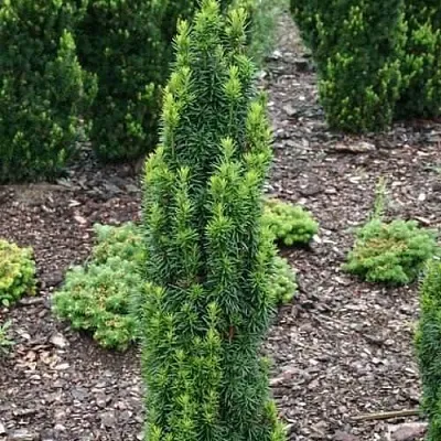 Тис ВОЙТЕК средний  в Королеве