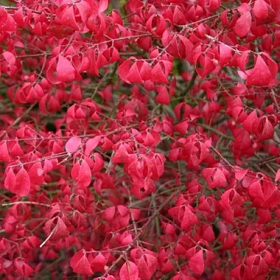 Бересклет КОМПАКТУС  в Королеве