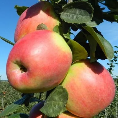 Яблоня БРЯНСКОЕ РОЗОВОЕ  Яблоня БРЯНСКОЕ РОЗОВОЕ в Королеве