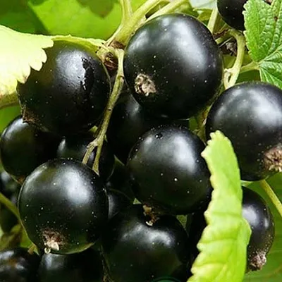 Смородина черная ЭБОНИ  Смородина черная ЭБОНИ в Королеве