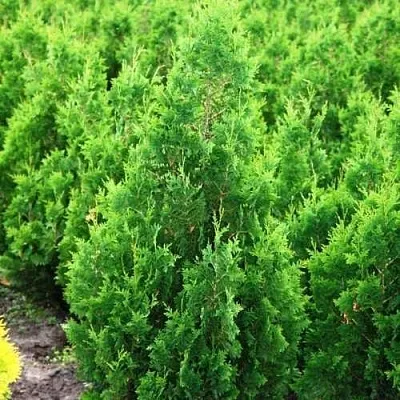 Туя СПИРАЛИС западная  Туя СПИРАЛИС западная в Королеве