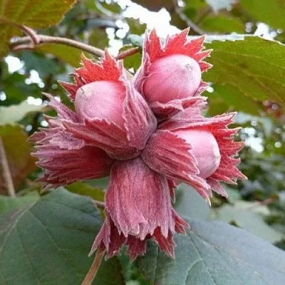 Фундук СКАРЛЕТТ в Королеве