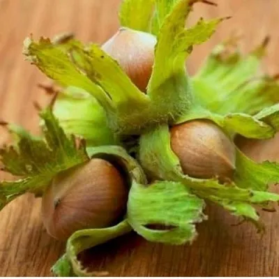 Фундук ГИГАНТ ТАМБОВСКИЙ в Королеве