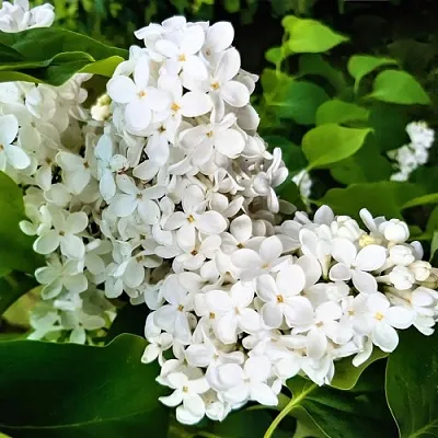 Сирень МАЛЕНЬКИЙ ПРИНЦ  Сирень МАЛЕНЬКИЙ ПРИНЦ в Королеве