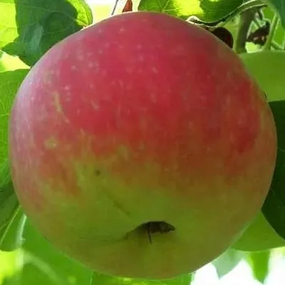 Яблоня УТРО  Яблоня УТРО в Королеве