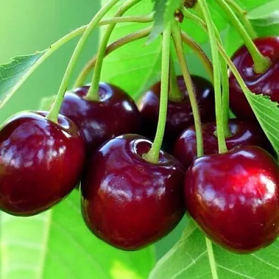 Вишня ВЯНОК  Вишня ВЯНОК в Королеве