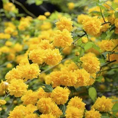 Керрия японская АУРЕОВАРИЕГАТТА  Керрия японская АУРЕОВАРИЕГАТТА в Королеве