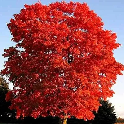 Дуб красный   Дуб красный  в Королеве