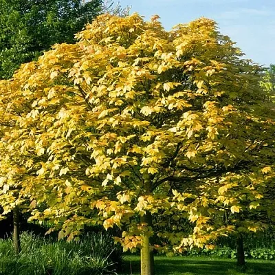 Клен ложноплатановый  Клен ложноплатановый в Королеве