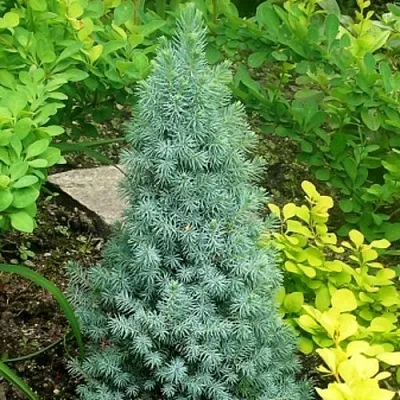 Ель КОНИКА сизая  Ель КОНИКА сизая в Королеве