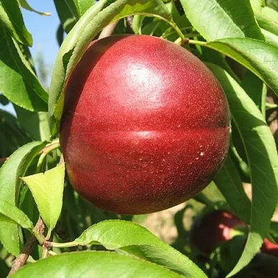 Нектарин ФАНТАЗИЯ в Королеве