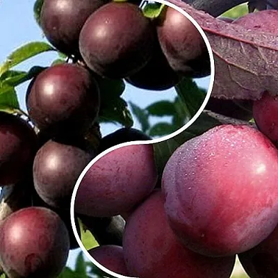 Комплект ИЗЮМИНКА САДА в Королеве